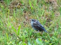 Haussperling Jungvogel im Regen